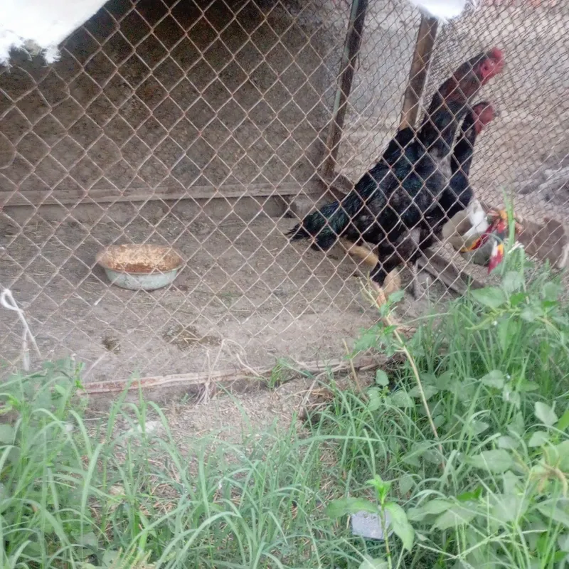 Kulangi xöroz bn tovuq 4 Kulangi xöroz bn tovuq 4