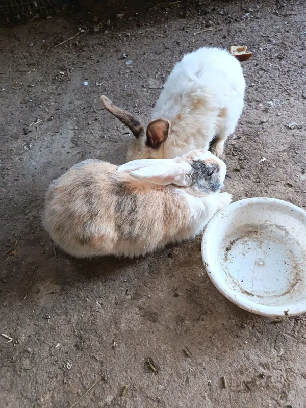 Quyonla sotladi 2ta samka
