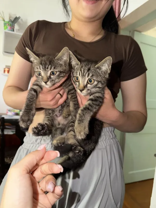 котята бесплатно, домашние 6 котята бесплатно, домашние 6