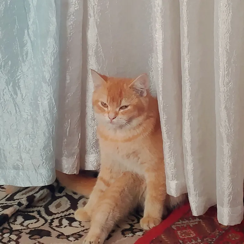 Породистая кошка Породистая кошка
