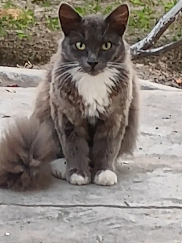 Кошочки
