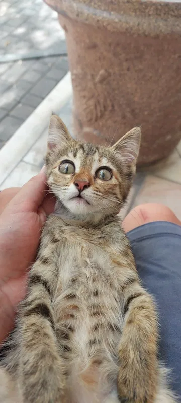 Отдам даром спокойного котёнка 2