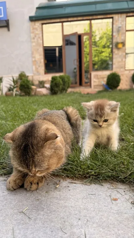 Котята от британской и шотландской вислоухой — фото 4