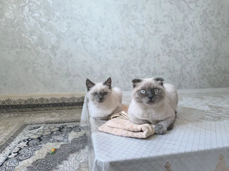 Вязка фолд колор поинт — фото 1