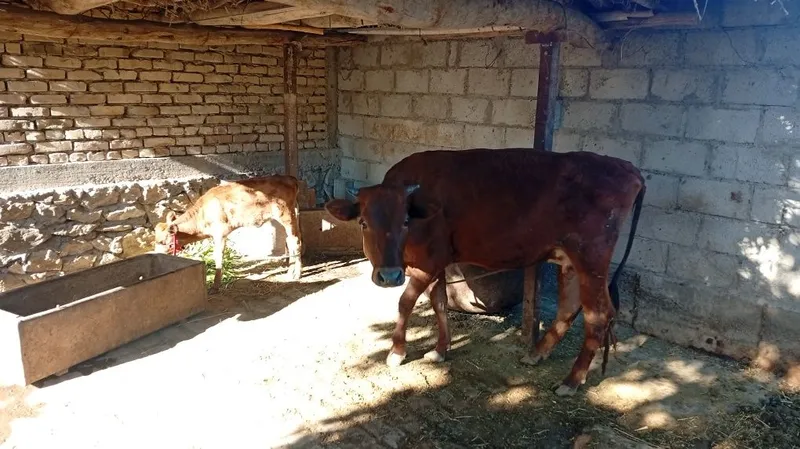 Ona bola sigir sotiladi.Birinchi qorin tugʻishiBolasi moda 4 Ona bola sigir sotiladi.Birinchi qorin tugʻishiBolasi moda 4