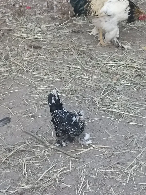 Продаются японские курочки 2