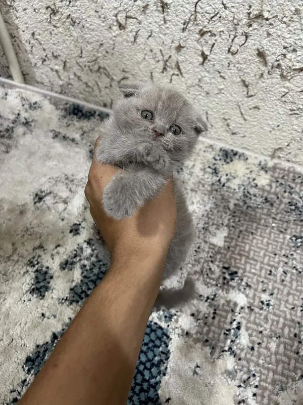Кошки лиловые 1,5 месяца. 7