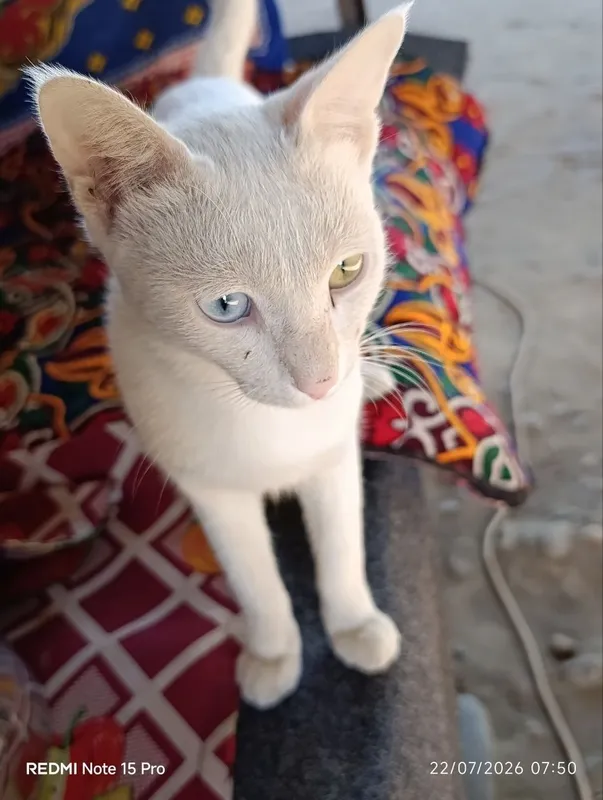 Oppoq, har xil rangli ko'zli (Odd Eye) chiroyli mushuk sotiladi 2