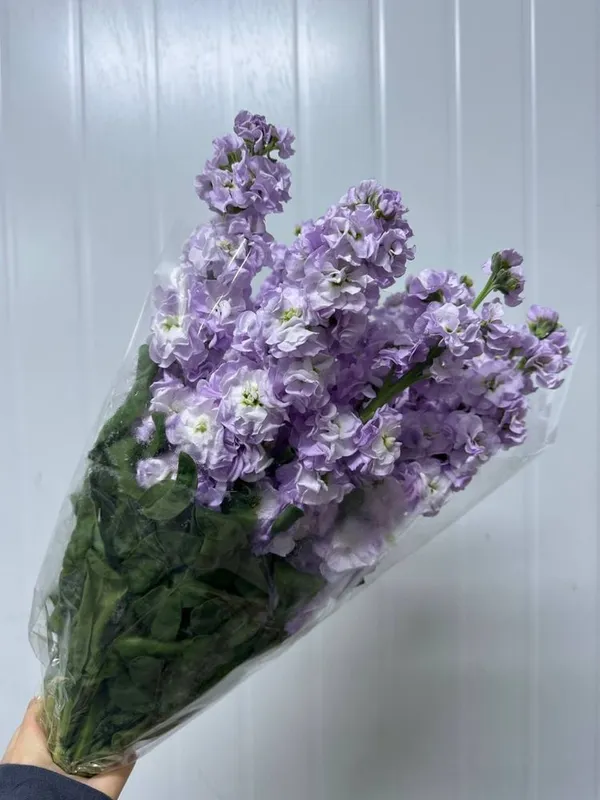 Матиолла в ассортименте! — фото 3