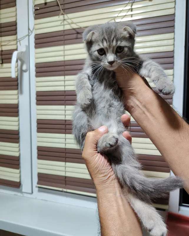 Sotiladi! 2 oylik, quloqlari bukilgan, lotokka o‘rgatilgan erkak mushukcha. 3 Sotiladi! 2 oylik, quloqlari bukilgan, lotokka o‘rgatilgan erkak mushukcha. 3