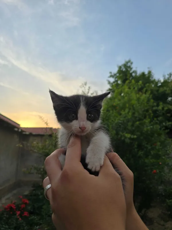 Котята ищут семьи! — фото 3