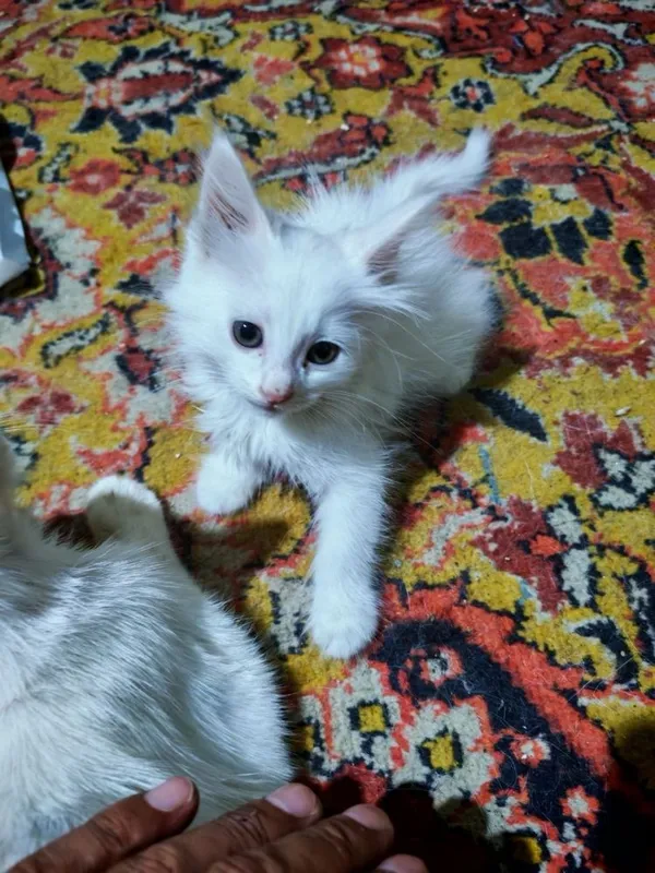 Котенок мушукчалар сотилади зотли Кхао мани ва Ангора