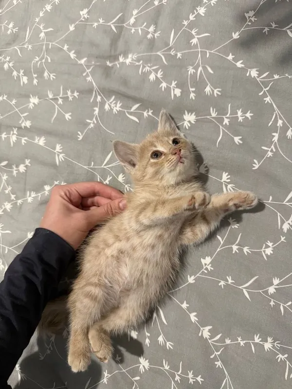 Котенок в добрые руки