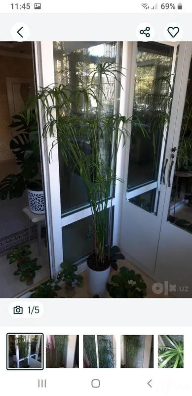 Элитный огромный Ципериус 1,80м с горшком кашпо для дома и офиса! 2 Элитный огромный Ципериус 1,80м с горшком кашпо для дома и офиса! 2