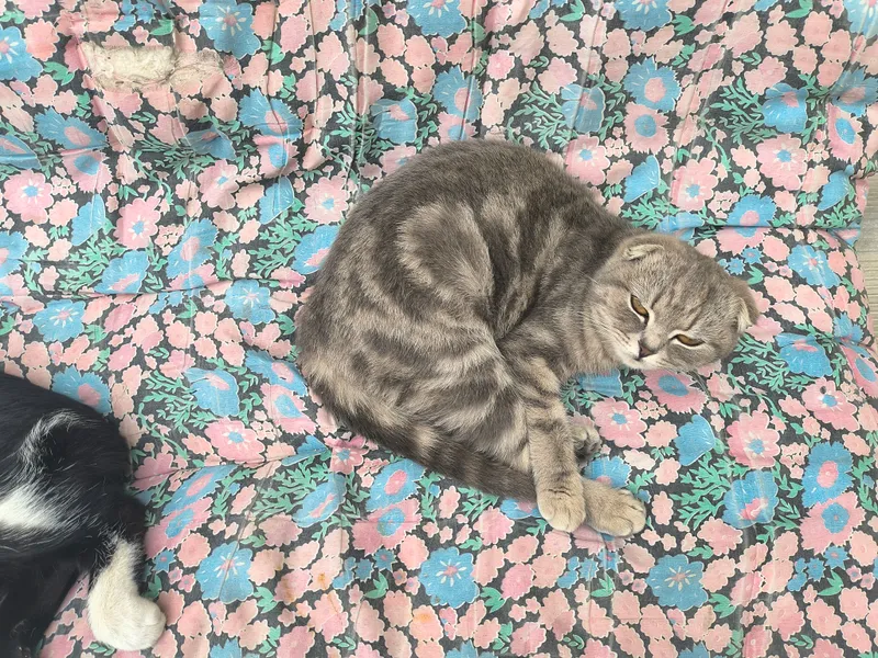 Кошка 1 Кошка 1