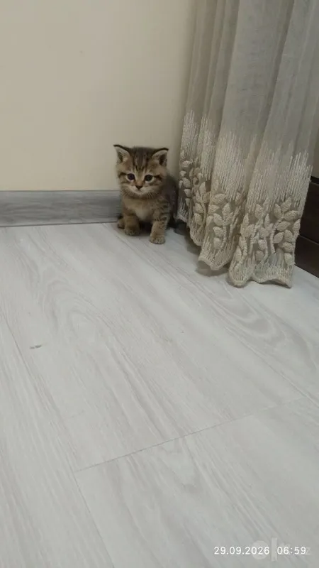 Mushik 2 oylik hadiya 1 Mushik 2 oylik hadiya 1