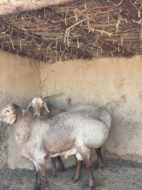 Arashan quy zotor