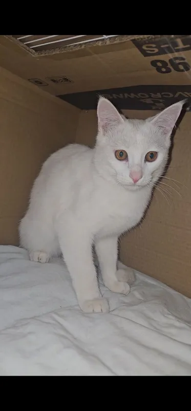 Turetskiy Angora