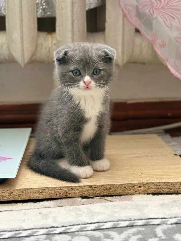 Scottish fold va scottish strayt mushuk bolalari sotiladi 4