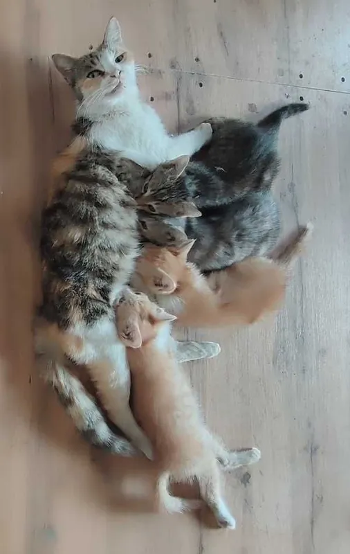 Котята в добрые руки — фото 2