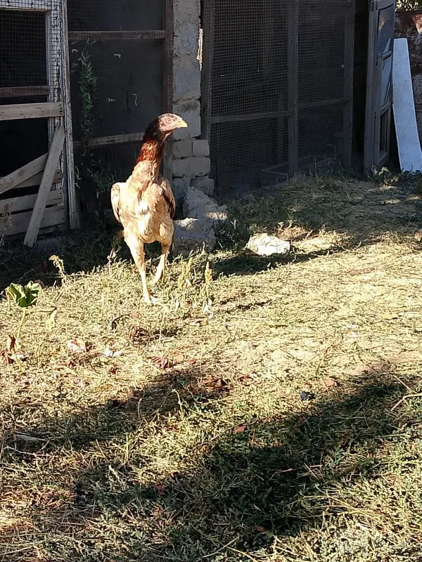Dakan tovuq sotiladi zotli 1 yillik boldi 7 Dakan tovuq sotiladi zotli 1 yillik boldi 7