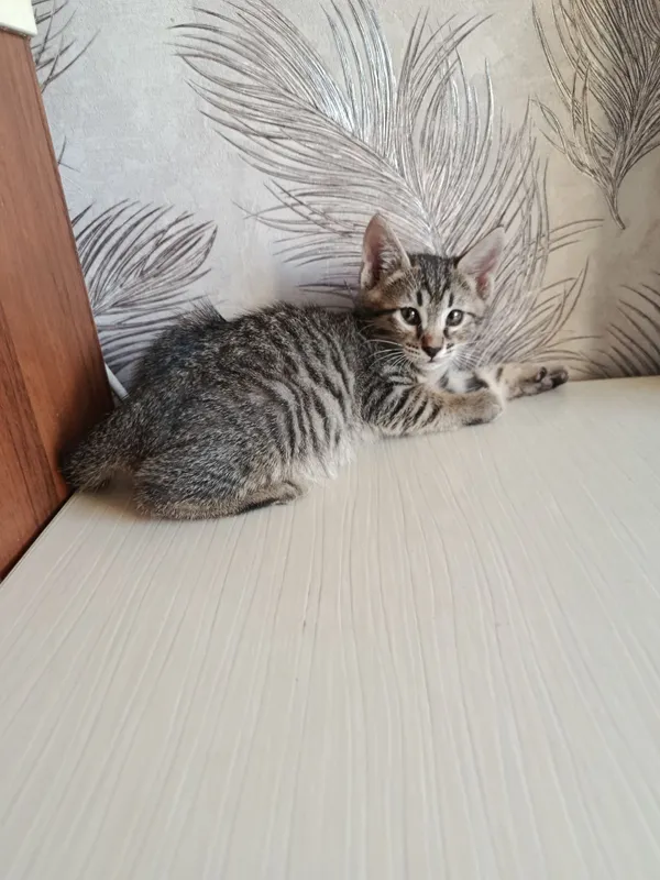 Котята в добрые ответственные руки 1 Котята в добрые ответственные руки 1