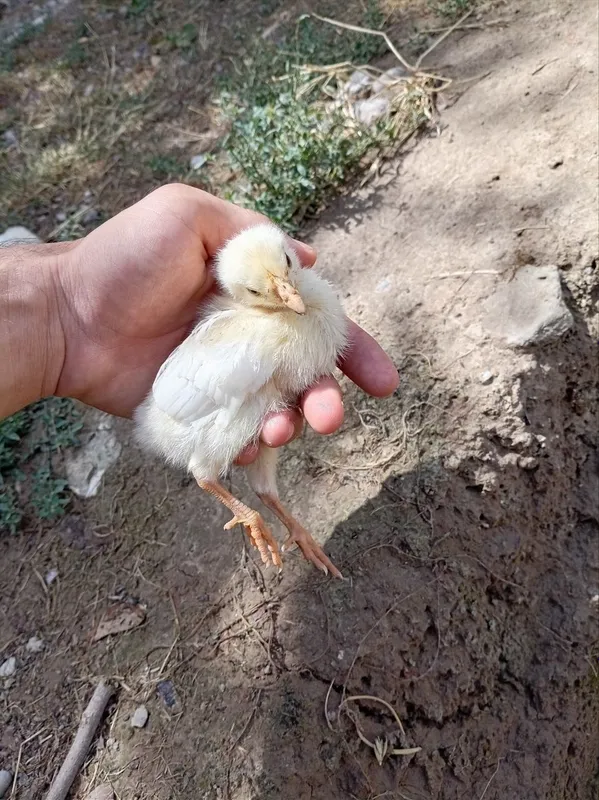 Joja 150 tadan ortiq Zoti goshga tuhumga boqiladigon jojala 3 Joja 150 tadan ortiq Zoti goshga tuhumga boqiladigon jojala 3