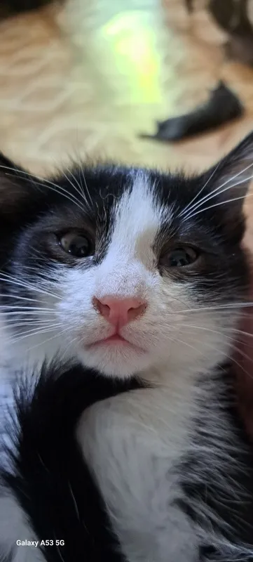Котята в добрые руки 3 Котята в добрые руки 3