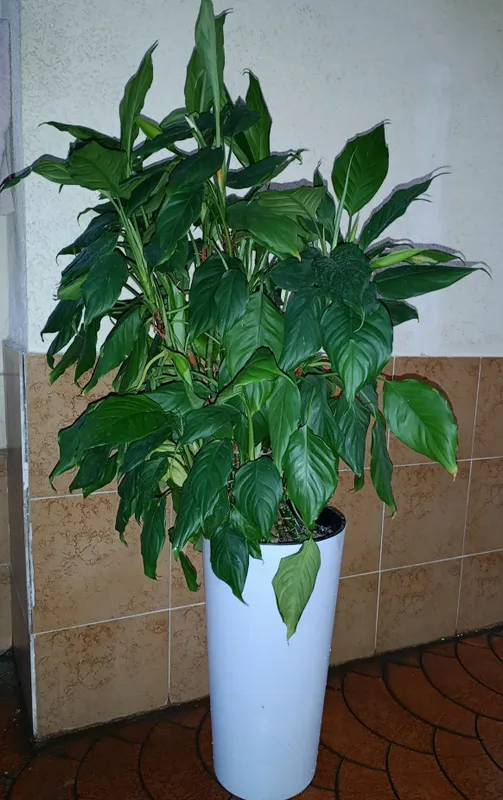 Spathiphyllum guli Spathiphyllum guli