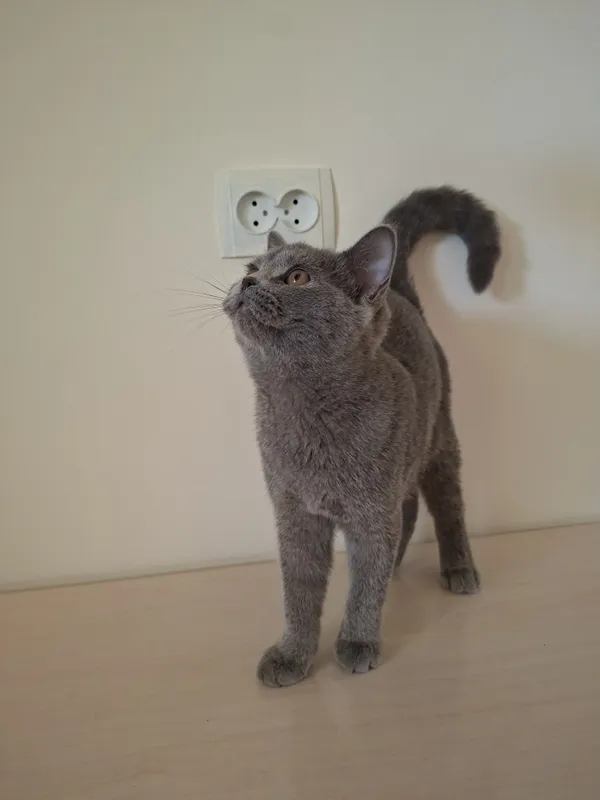 British shorthair — фото 4