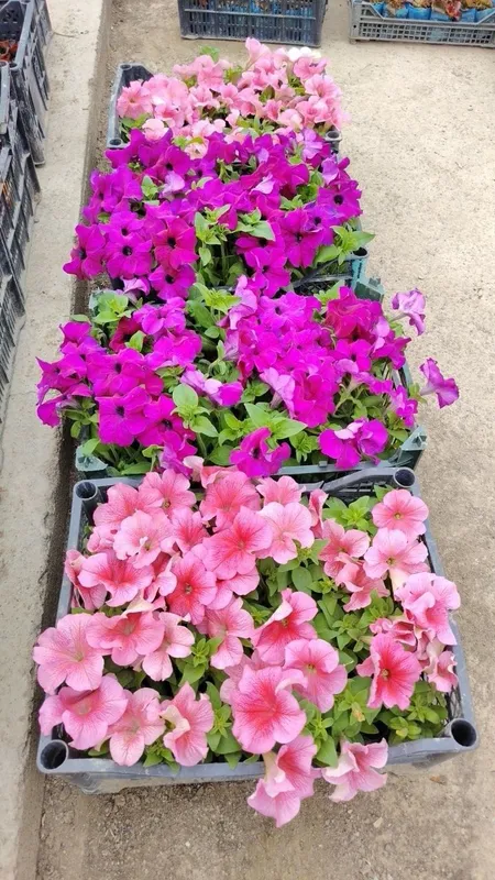 Petunia gulimiz ochildi 2000 — фото 3