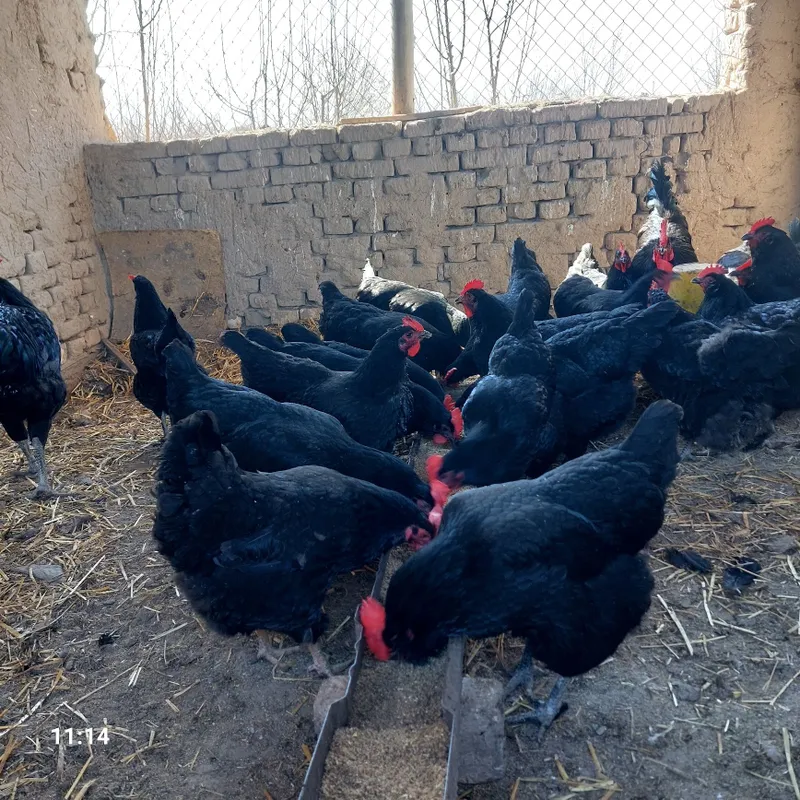 Qora shahzoda tuxumlari sotiladi. — фото 5