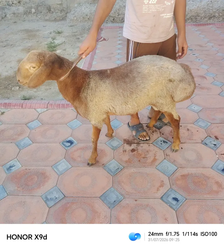 Quchqor sotiladi srochni 5
