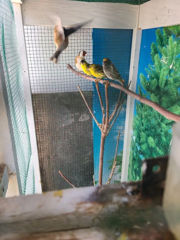 Kokil, Karalyok, Chijik va Repper — фото 2