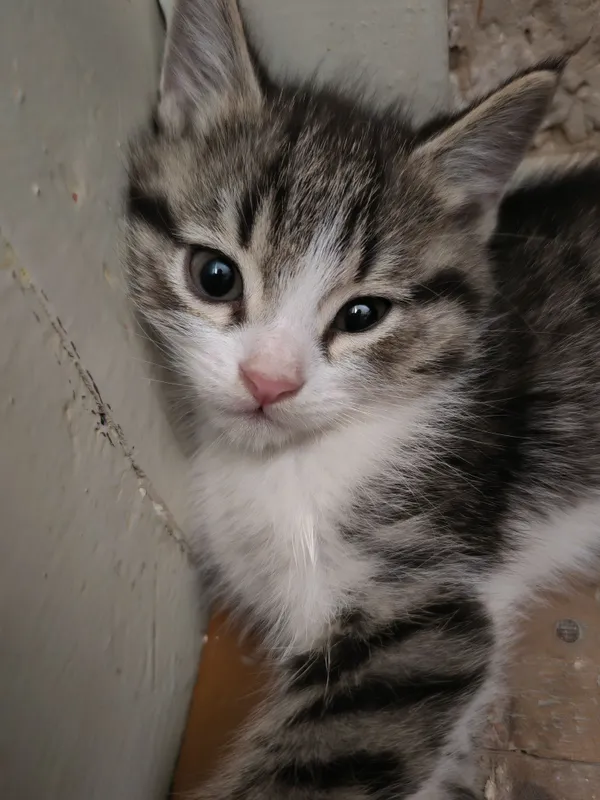 Котята милые красивые. — фото 1