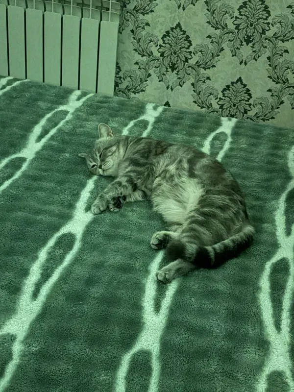 Все кошки породистые — фото 2