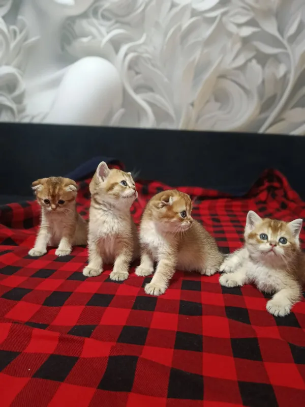Шотландские котята золотая шиншилла Продаются