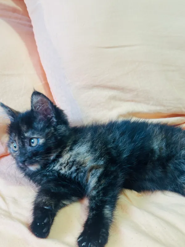 Котенок (девочка) — фото 3