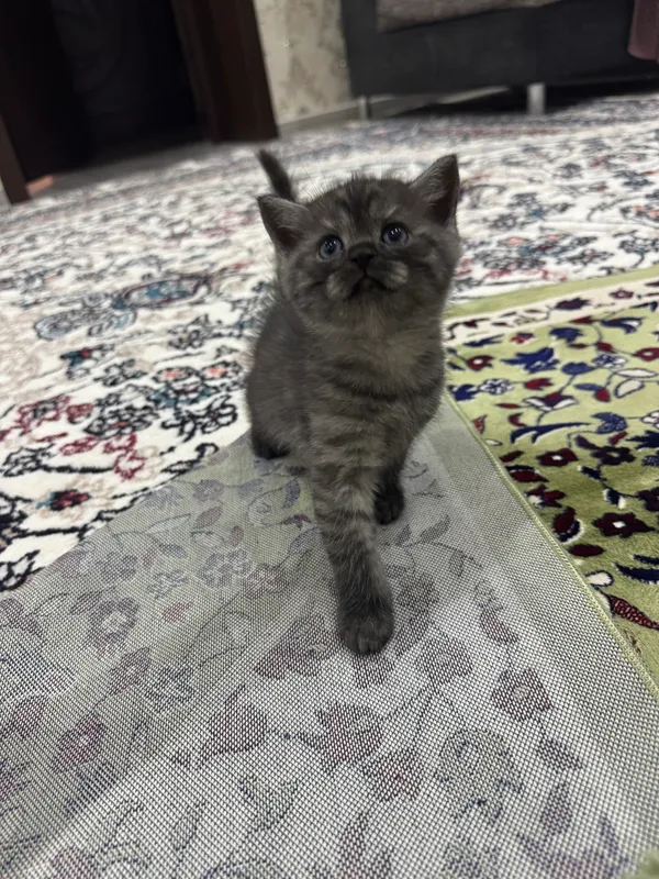 котята продаются породы вислоухие + британцы 3 котята продаются породы вислоухие + британцы 3