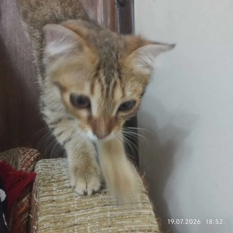 Бесплатно котёнок 2 Бесплатно котёнок 2