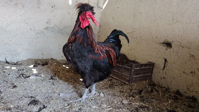 Xurozlar sotiladi Qora shaxzoda tuximidan chiqqan — фото 5