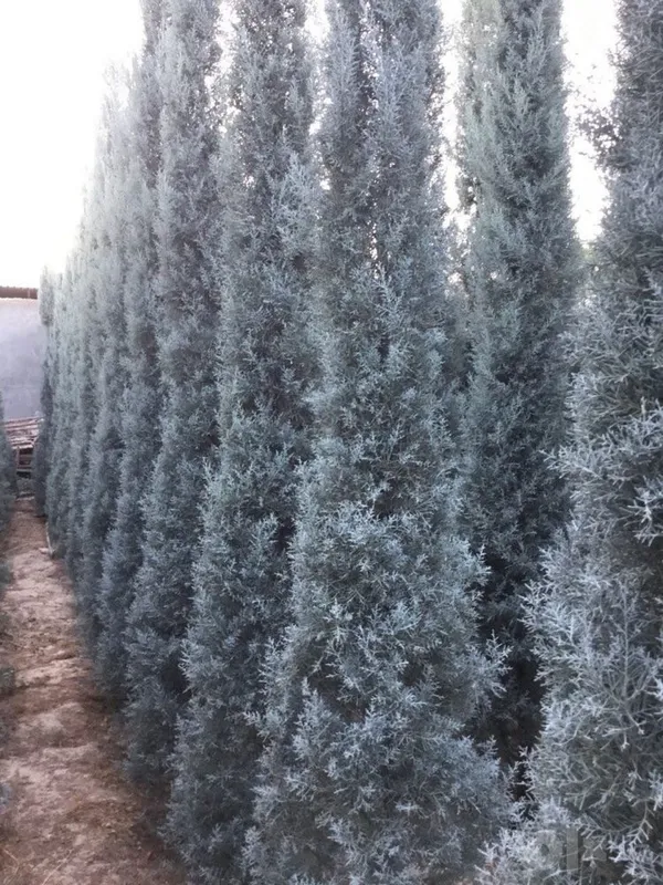 Arizonskiy Kiparis Arizona Keparis Italiya arginal 4 Arizonskiy Kiparis Arizona Keparis Italiya arginal 4