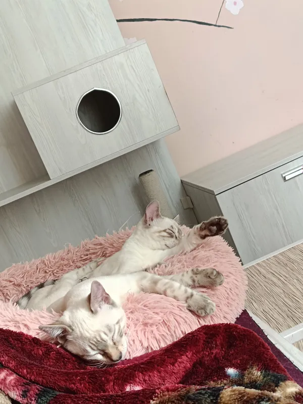 Бенгальские котята — фото 3