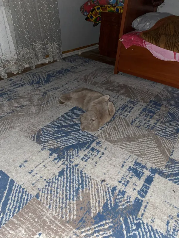 Кошка скотиш фолд 2 Кошка скотиш фолд 2