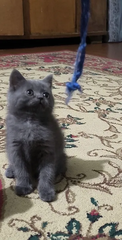 Котята чистой породы 5