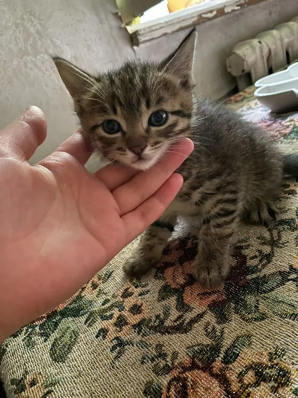Пристраиваются котята 2 месяца