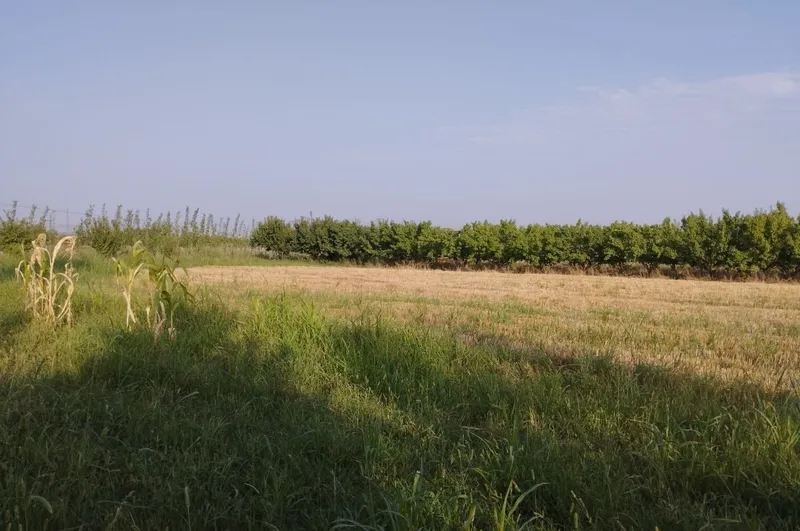 Фаргона Кува йулида БОГ СОТИЛАДИ 7 Фаргона Кува йулида БОГ СОТИЛАДИ 7