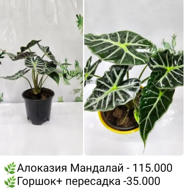 Алоказия Анторо Вельвет, Алоказия Фрайдек, Алоказия Локо и Алоказия Ма