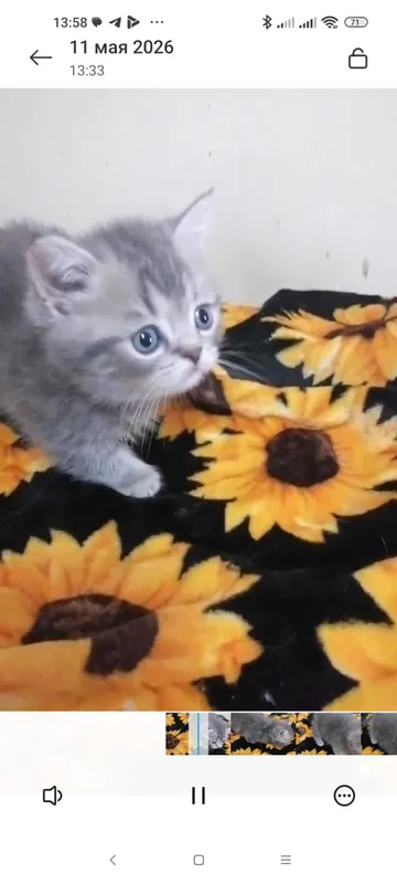 Продаются котята манчхины