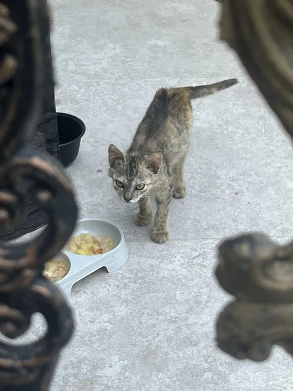 Двоих котят отдам в хорошие руки 2